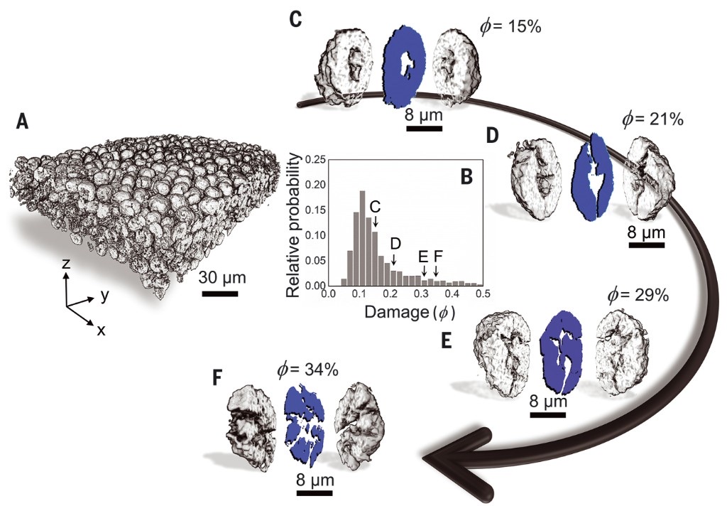 Multi-scale cathode particle network and damage progression from X-ray imaging